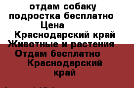 отдам собаку- подростка бесплатно › Цена ­ 20 - Краснодарский край Животные и растения » Отдам бесплатно   . Краснодарский край